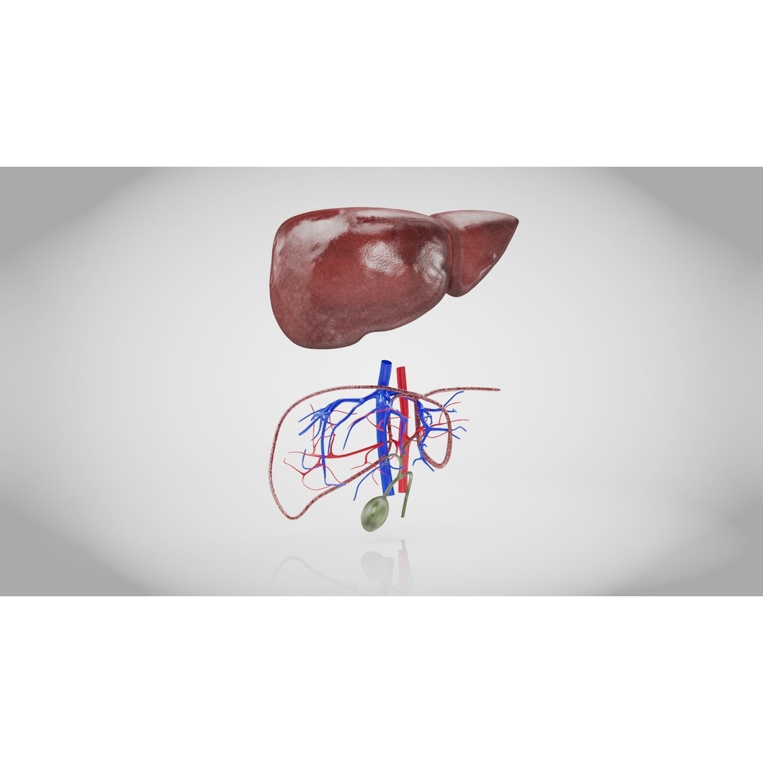 Healthy Liver 3D Model – Low Poly Medical Asset, FBX, PBR Textures - View 8
