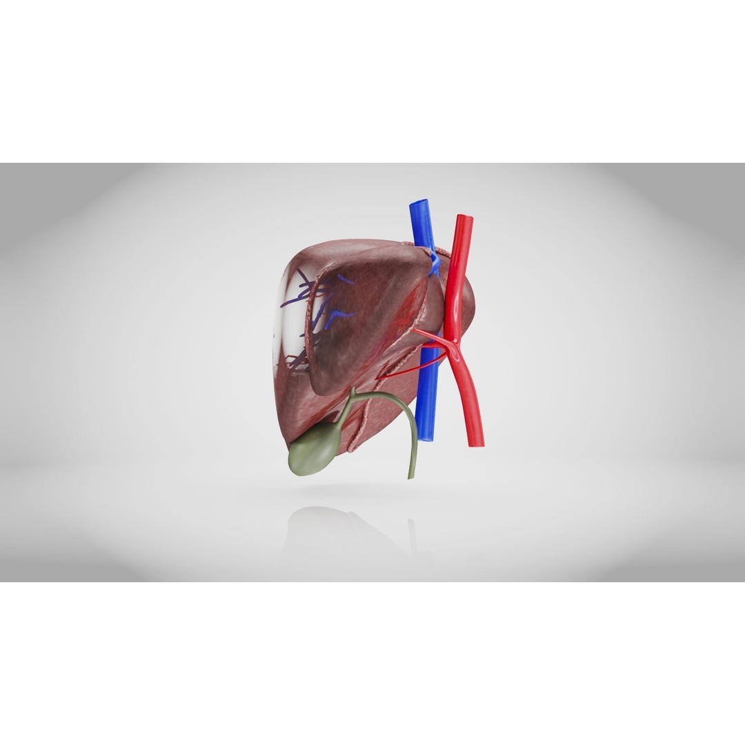 Healthy Liver 3D Model – Low Poly Medical Asset, FBX, PBR Textures - View 9