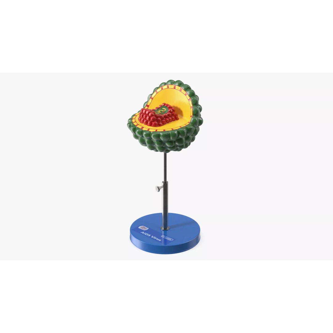 HIV Virus 3D Model – Educational Detailed Structure on Metal Stand - View 3