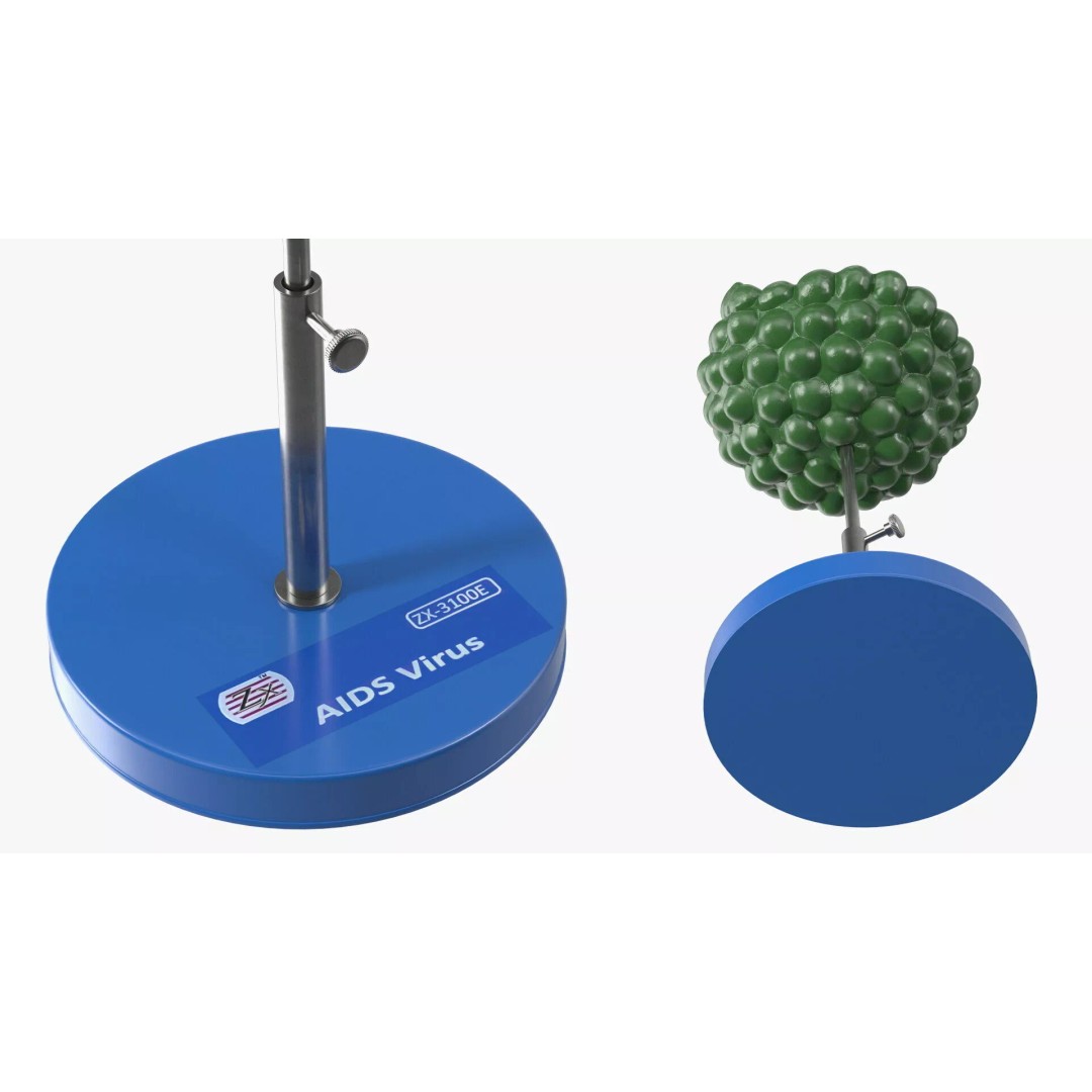 HIV Virus 3D Model – Educational Detailed Structure on Metal Stand - View 8