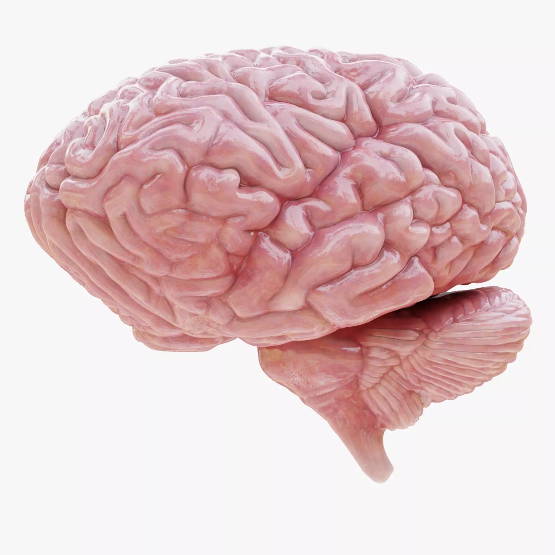 Human Brain 3D Model – Realistic Anatomy with PBR Textures