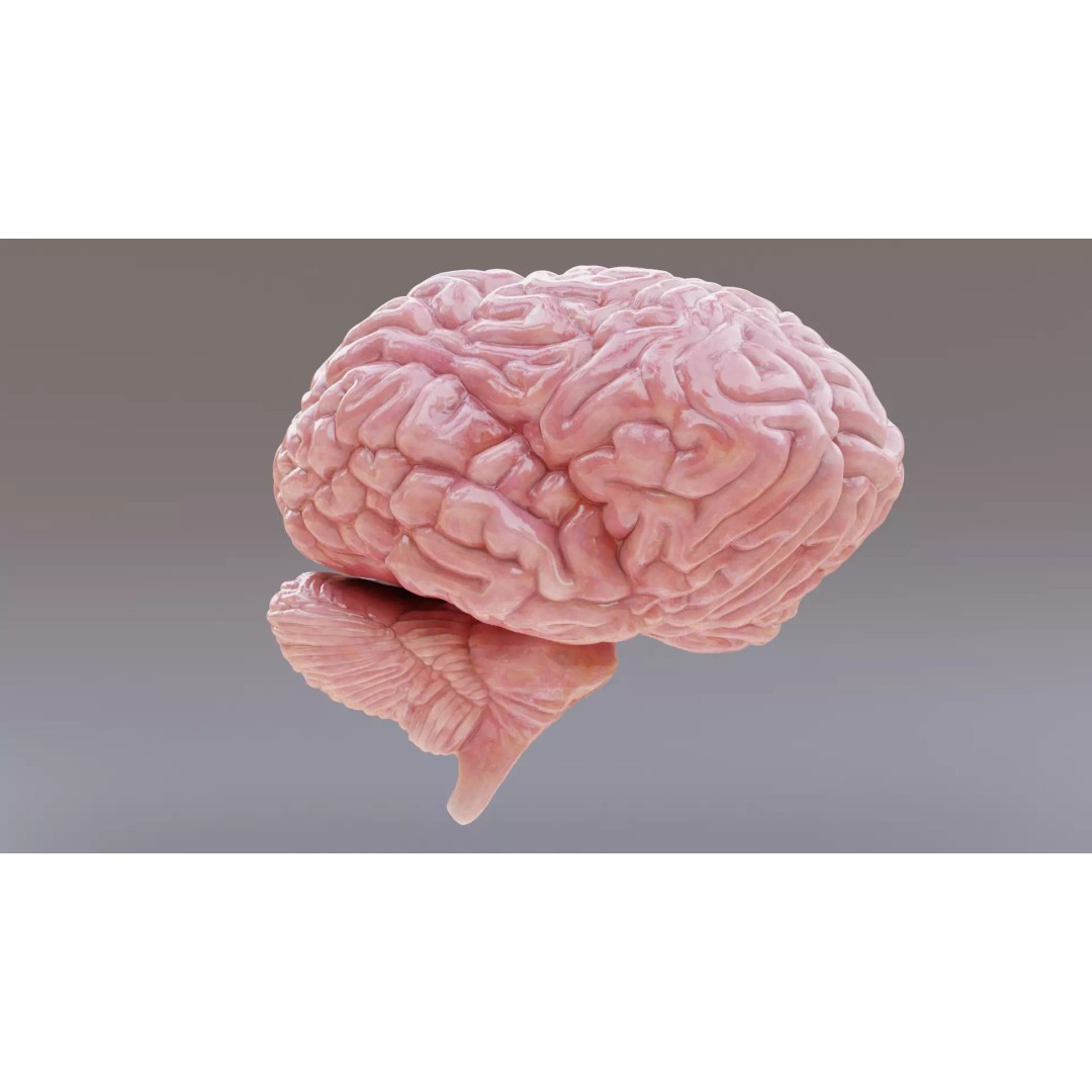 Human Brain 3D Model – Realistic Anatomy with PBR Textures - View 4