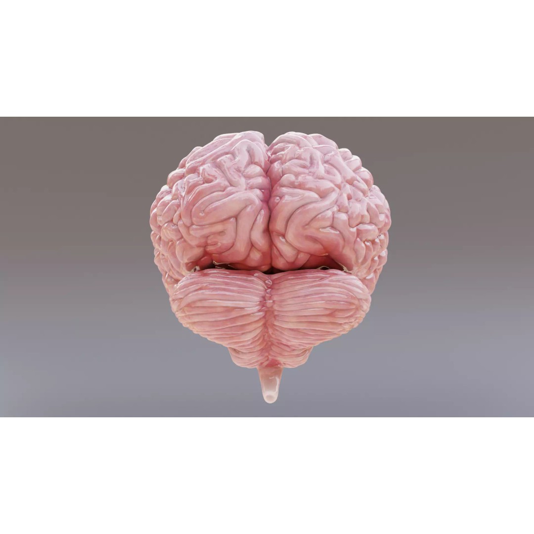 Human Brain 3D Model – Realistic Anatomy with PBR Textures - View 5
