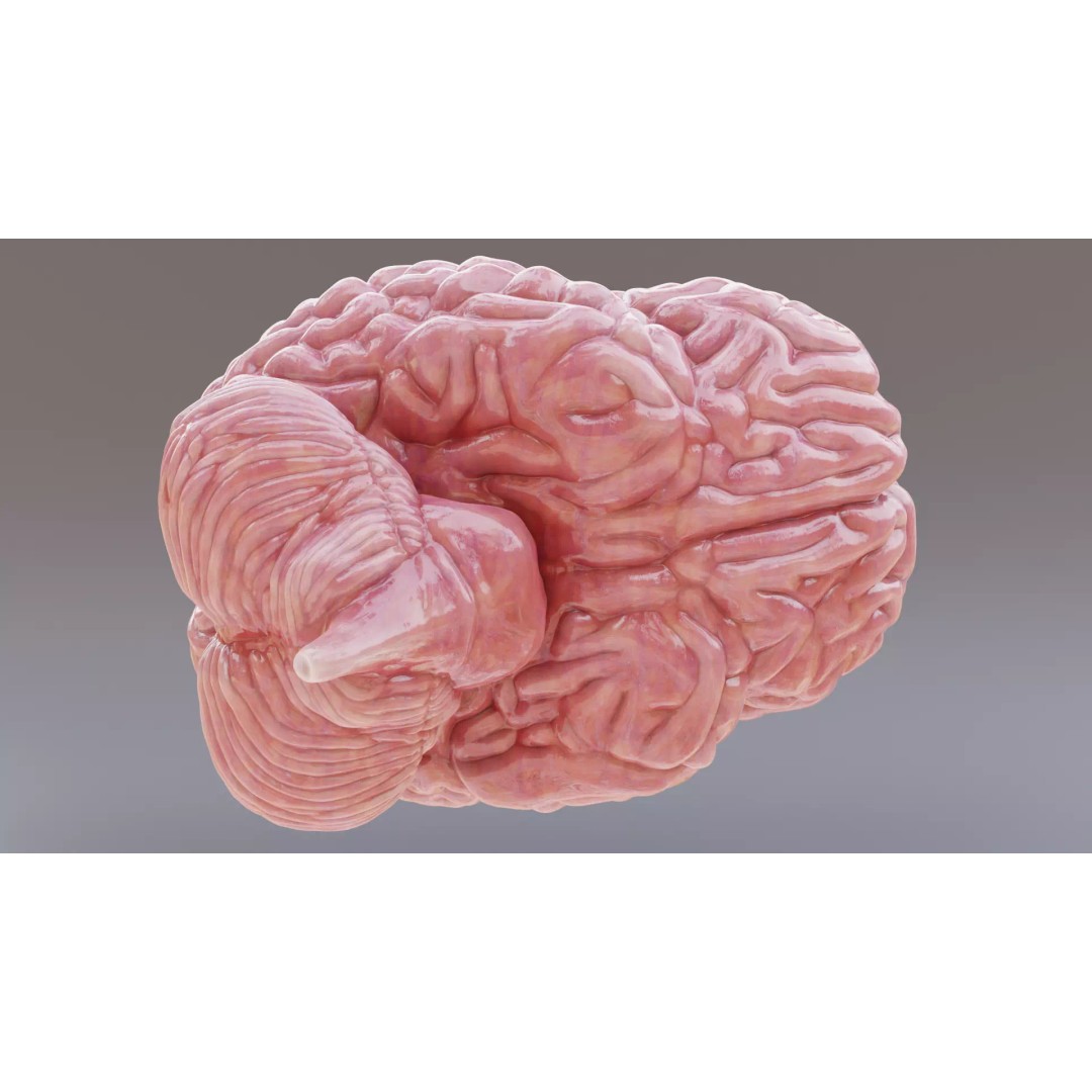 Human Brain 3D Model – Realistic Anatomy with PBR Textures - View 6
