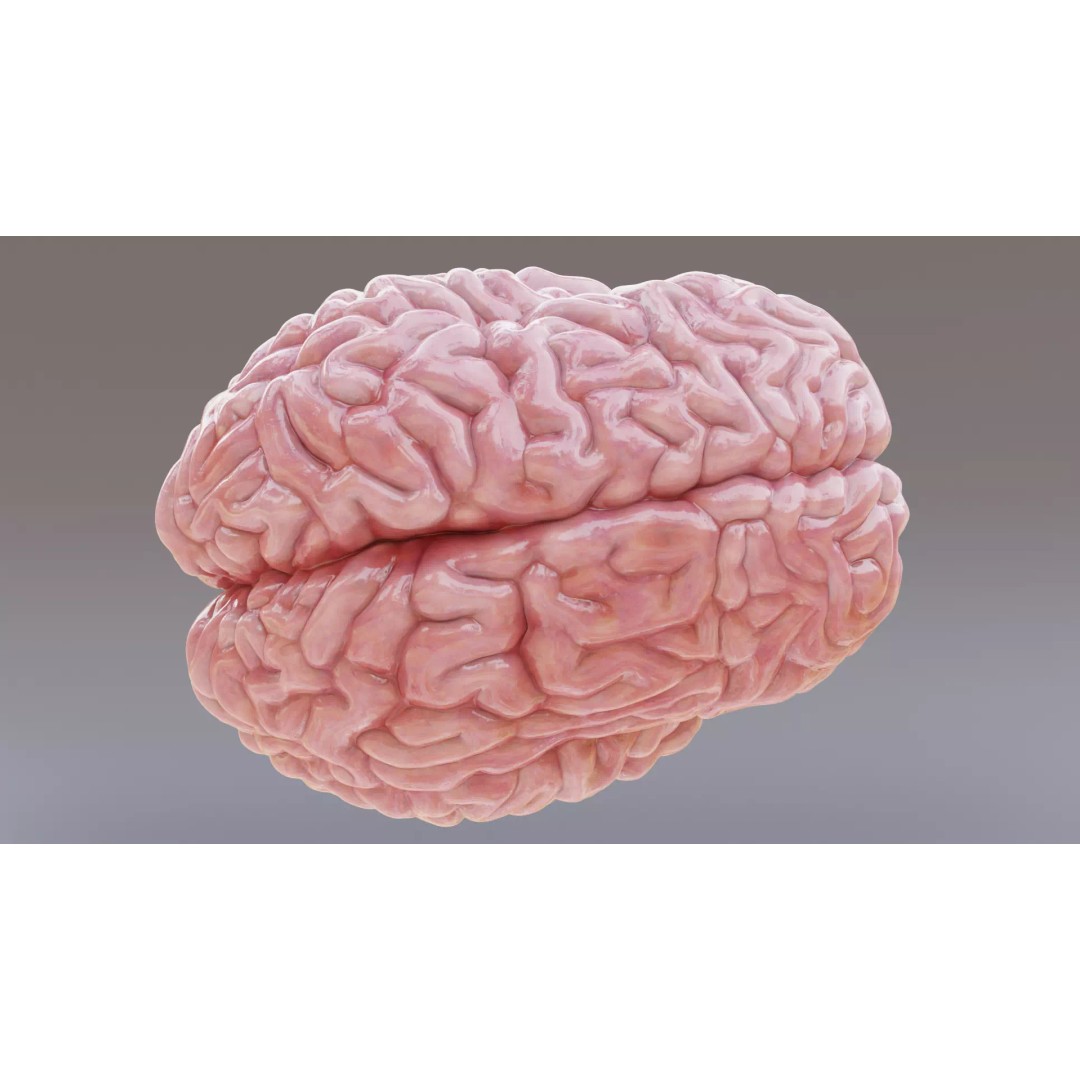 Human Brain 3D Model – Realistic Anatomy with PBR Textures - View 7