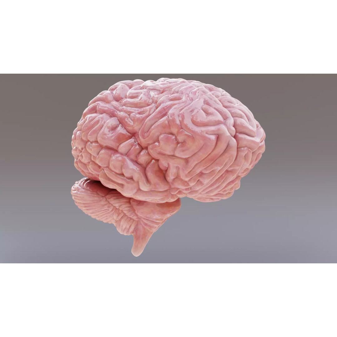 Human Brain 3D Model – Realistic Anatomy with PBR Textures - View 8
