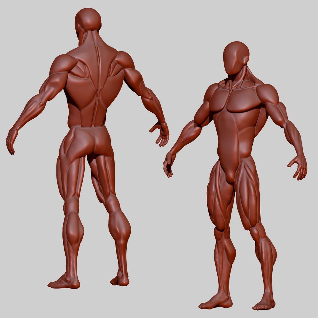 Stylized Human Body 3D Model – High Poly Character Asset, FBX - View 6