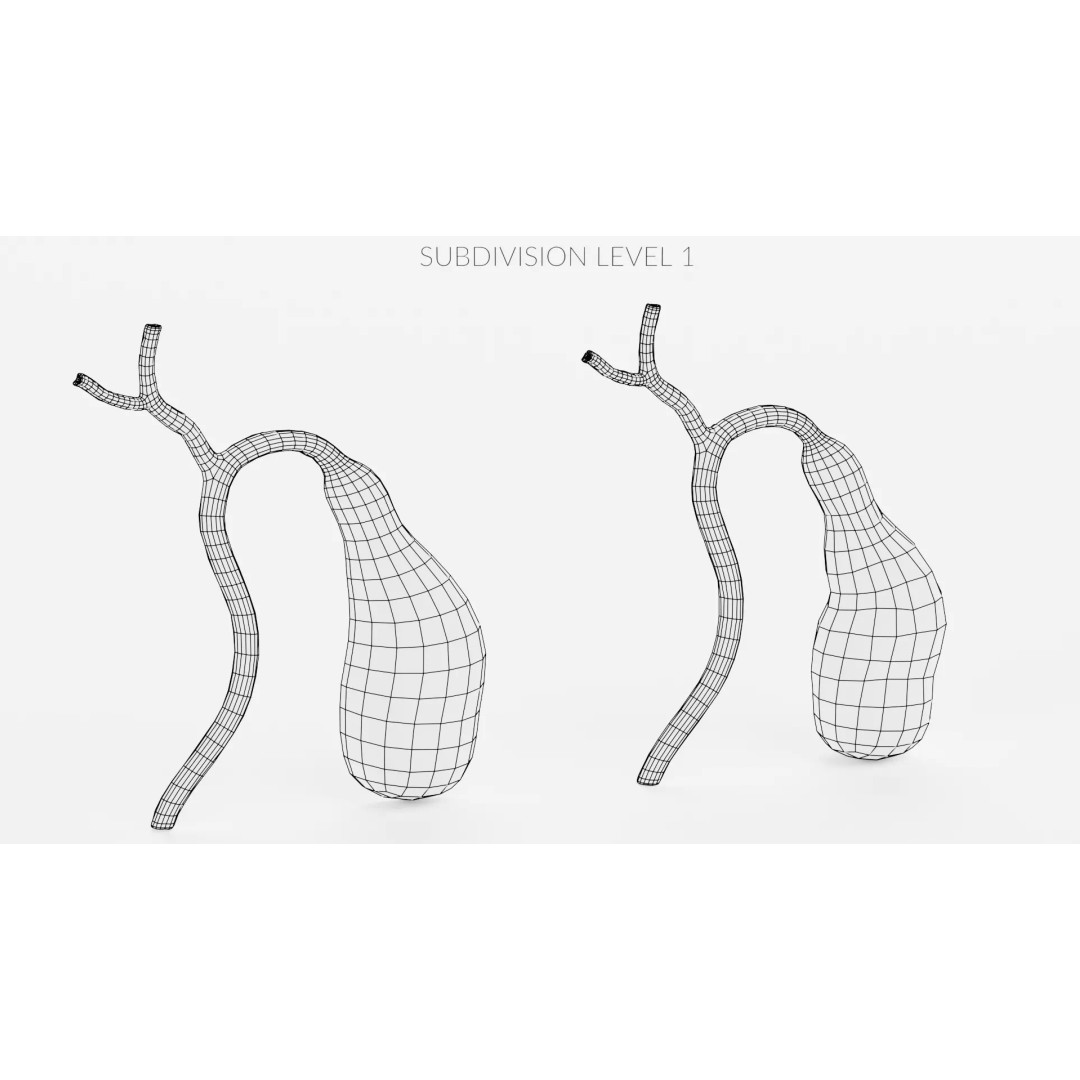 Gallbladder 3D Model – Realistic Human Anatomy with Internal Section