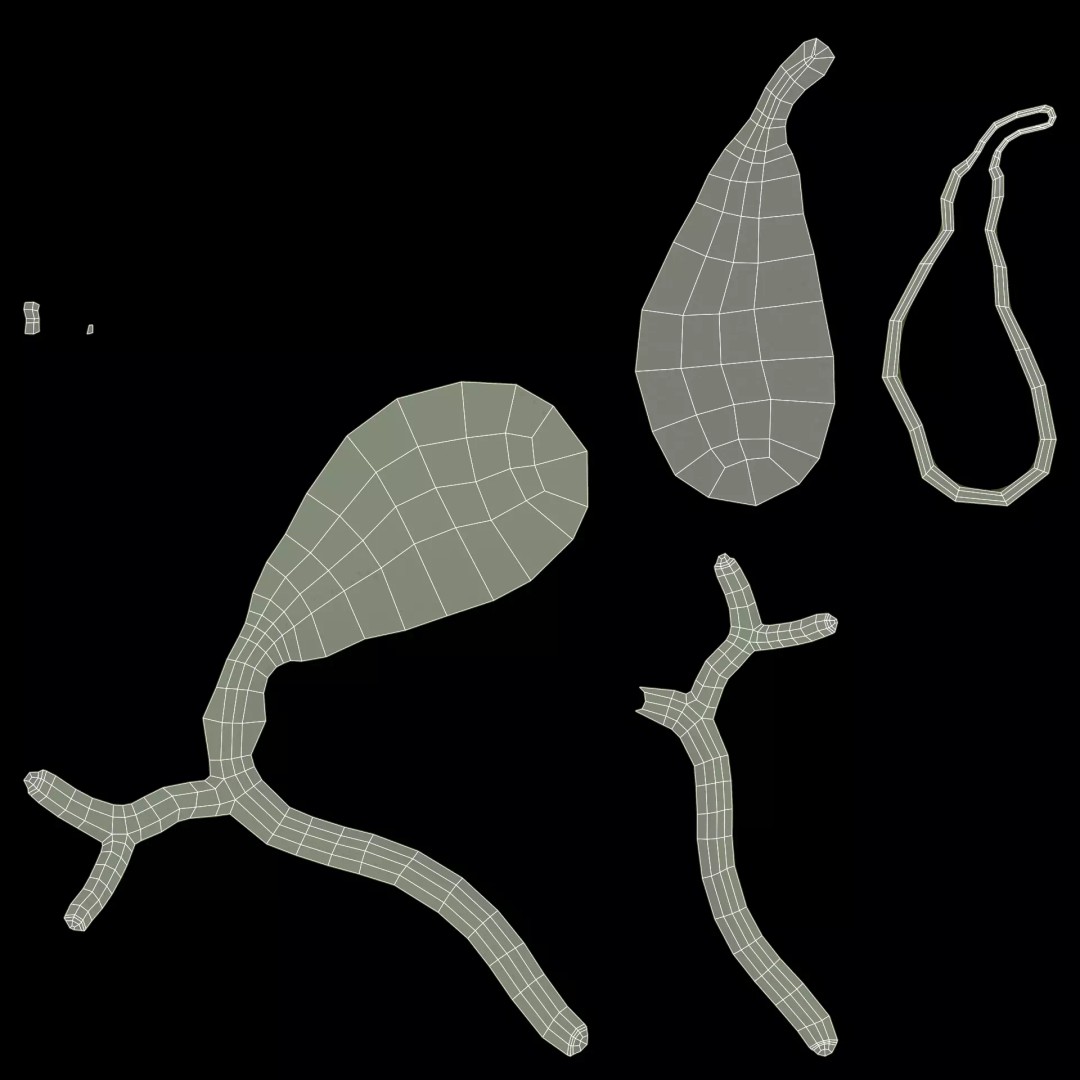 Gallbladder 3D Model – Realistic Human Anatomy with Internal Section - View 10