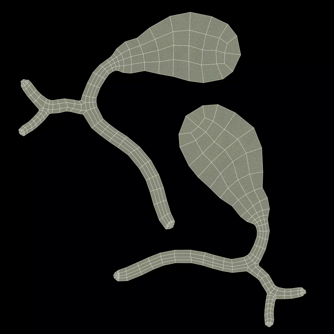 Gallbladder 3D Model – Realistic Human Anatomy with Internal Section - View 11