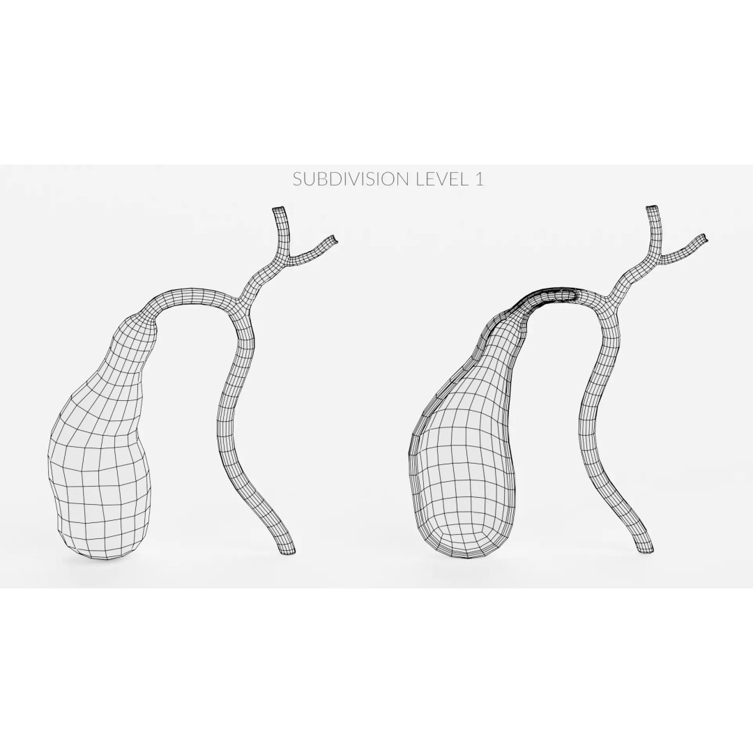 Gallbladder 3D Model – Realistic Human Anatomy with Internal Section - View 13