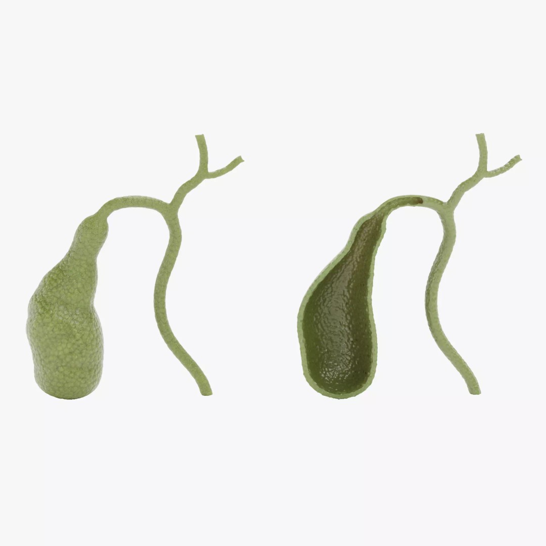 Gallbladder 3D Model – Realistic Human Anatomy with Internal Section - View 2
