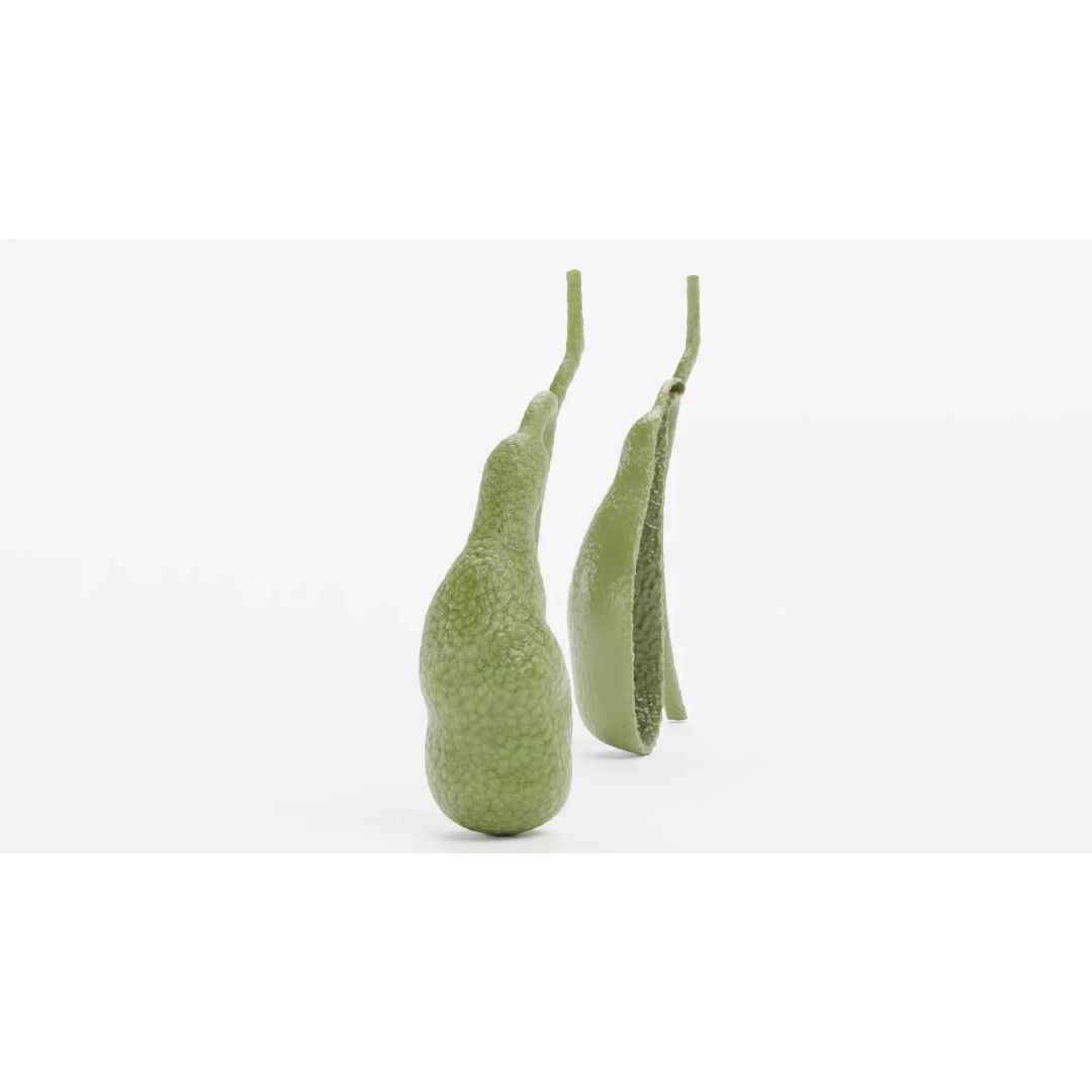 Gallbladder 3D Model – Realistic Human Anatomy with Internal Section - View 4