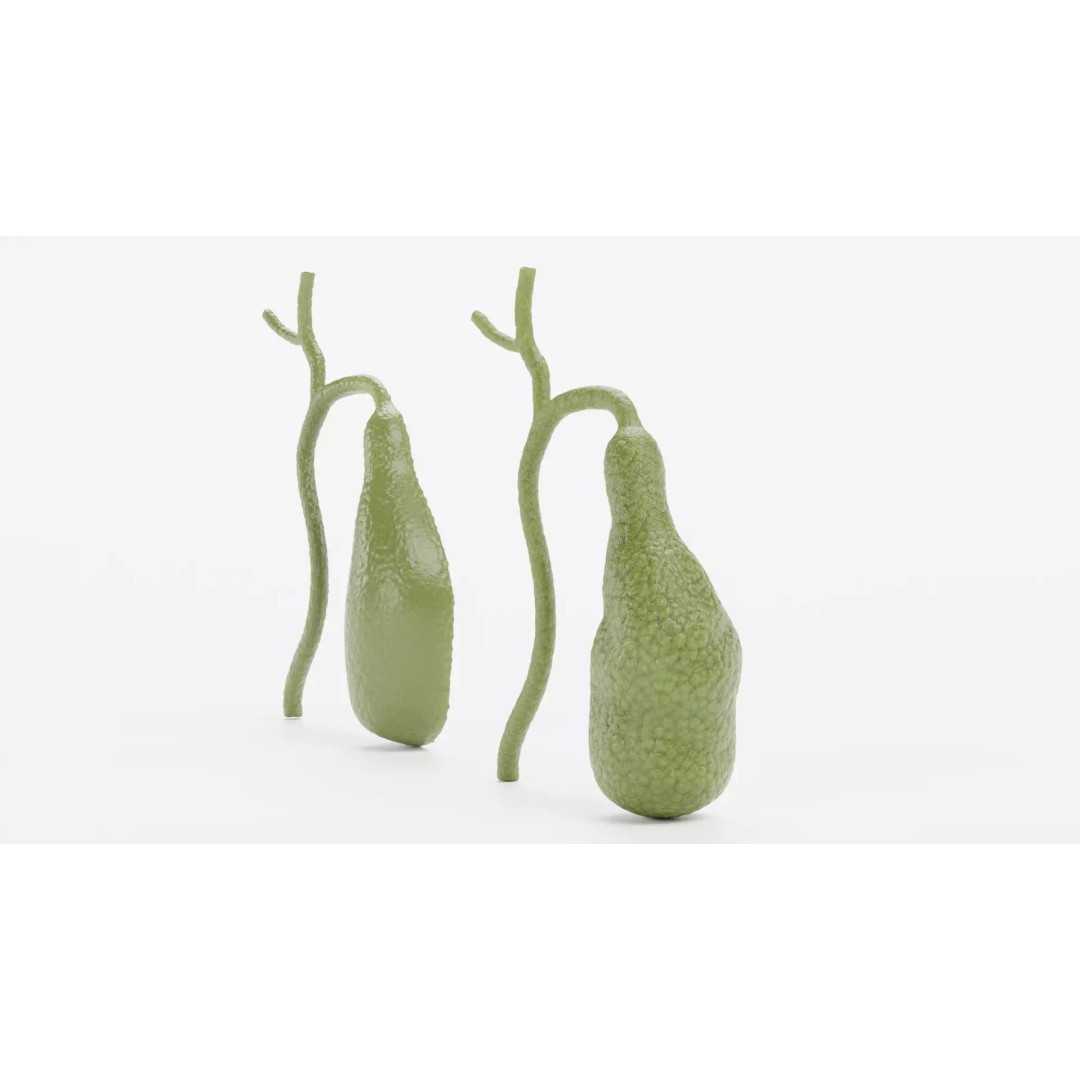 Gallbladder 3D Model – Realistic Human Anatomy with Internal Section - View 5