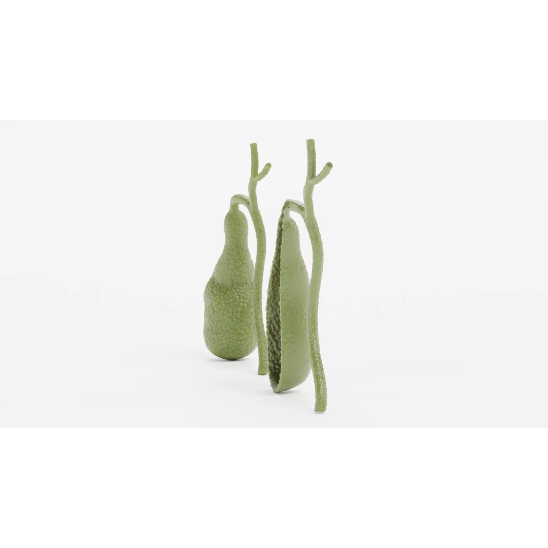 Gallbladder 3D Model – Realistic Human Anatomy with Internal Section - View 6