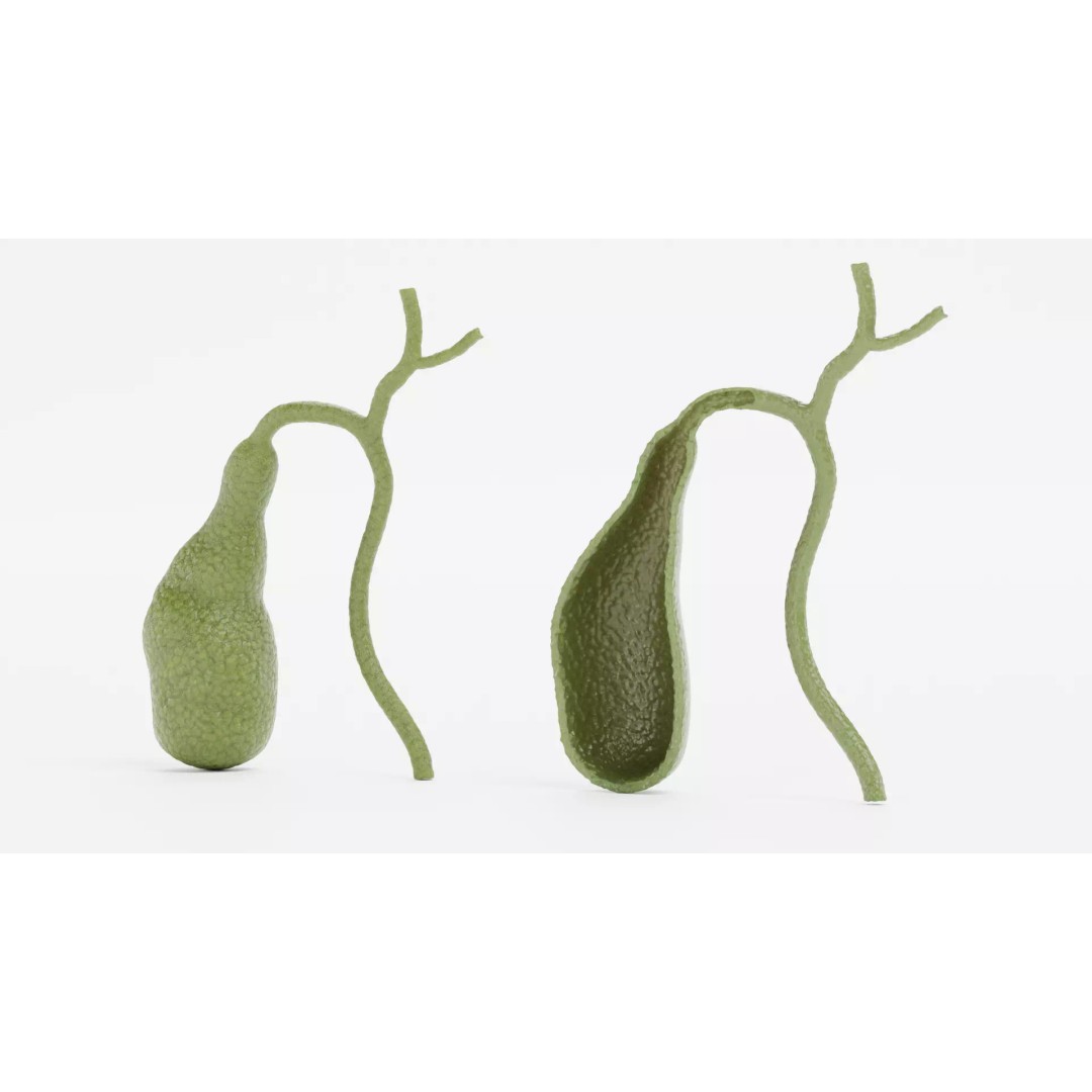 Gallbladder 3D Model – Realistic Human Anatomy with Internal Section - View 7