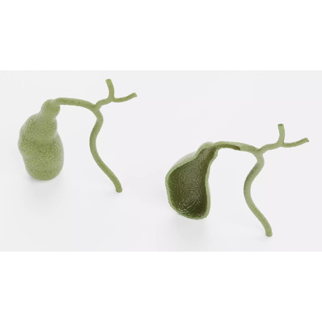 Gallbladder 3D Model – Realistic Human Anatomy with Internal Section - View 8