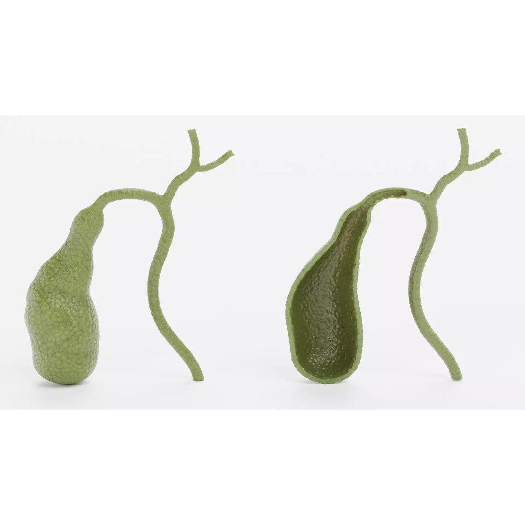 Gallbladder 3D Model – Realistic Human Anatomy with Internal Section - View 9