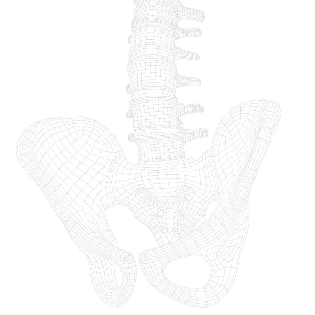 Spine Anatomy 3D Model – High Poly PBR Character Asset, FBX, OBJ