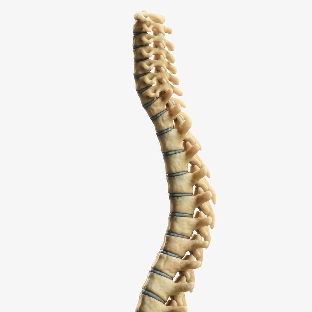 Spine Anatomy 3D Model – High Poly PBR Character Asset, FBX, OBJ - View 10