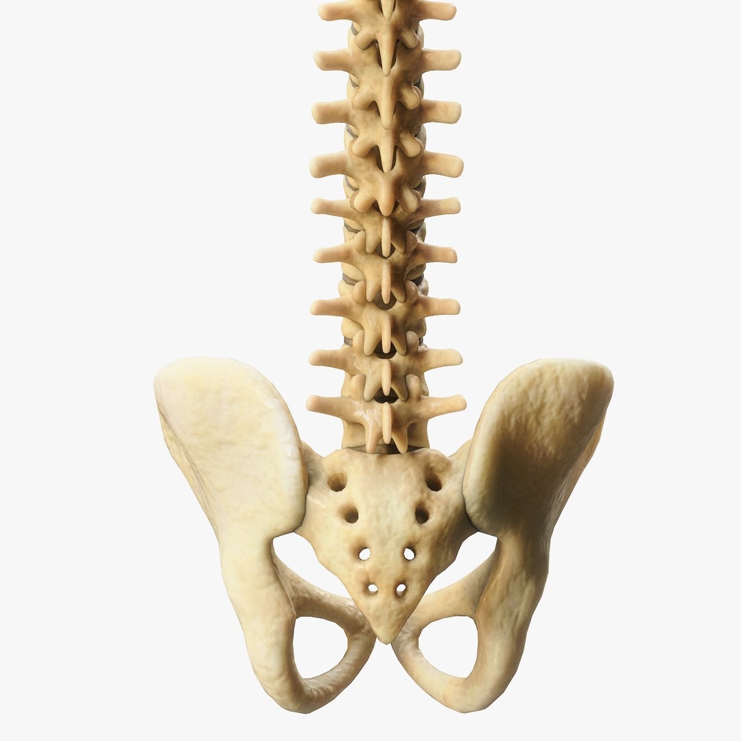 Spine Anatomy 3D Model – High Poly PBR Character Asset, FBX, OBJ - View 11