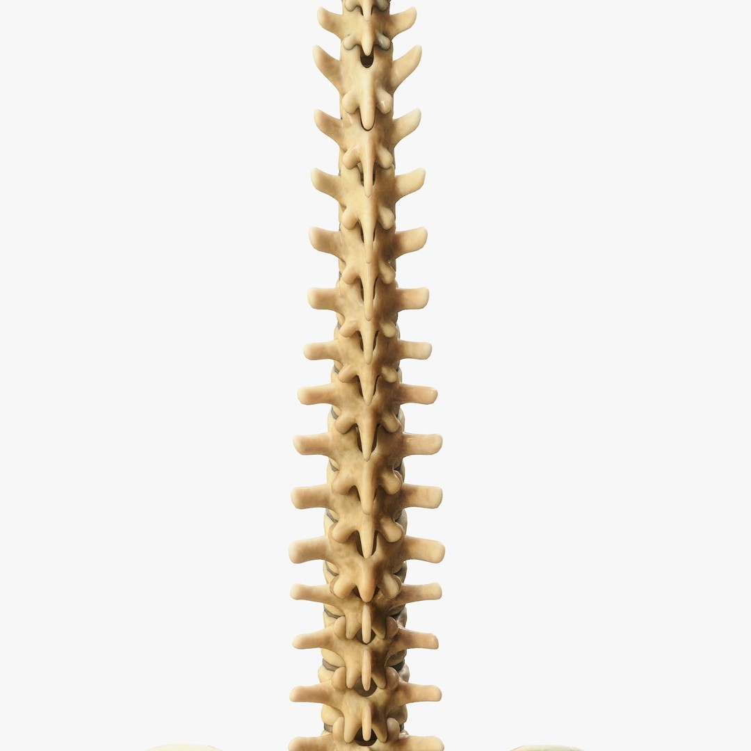 Spine Anatomy 3D Model – High Poly PBR Character Asset, FBX, OBJ - View 12