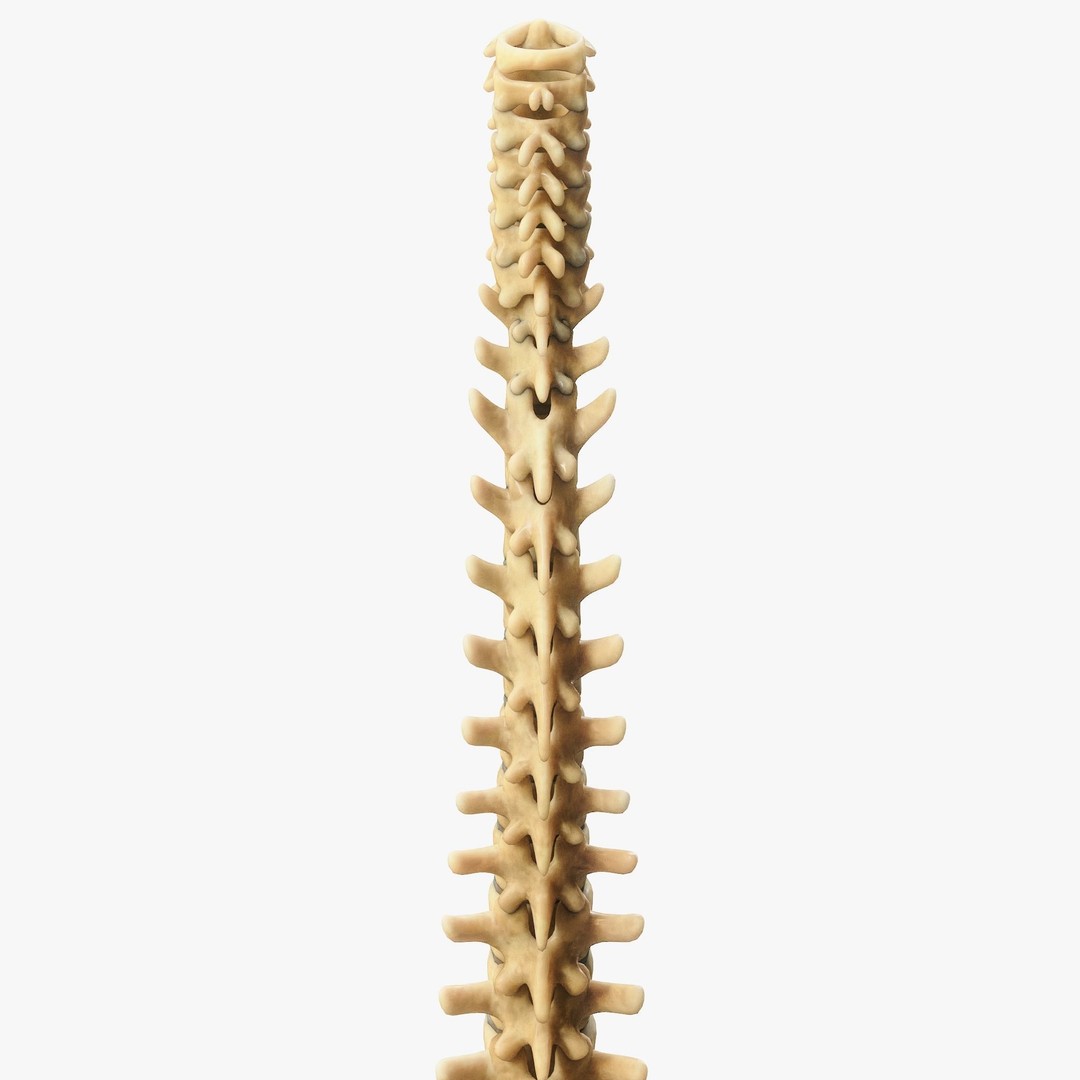 Spine Anatomy 3D Model – High Poly PBR Character Asset, FBX, OBJ - View 13