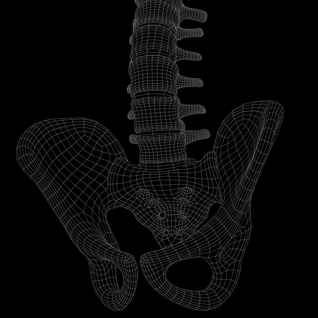 Spine Anatomy 3D Model – High Poly PBR Character Asset, FBX, OBJ - View 14