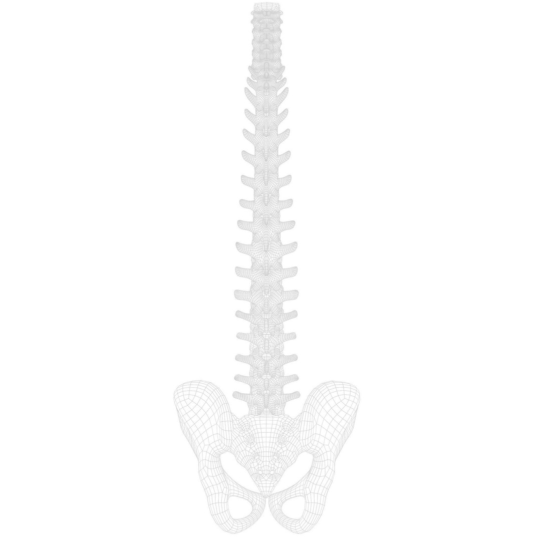 Spine Anatomy 3D Model – High Poly PBR Character Asset, FBX, OBJ - View 15