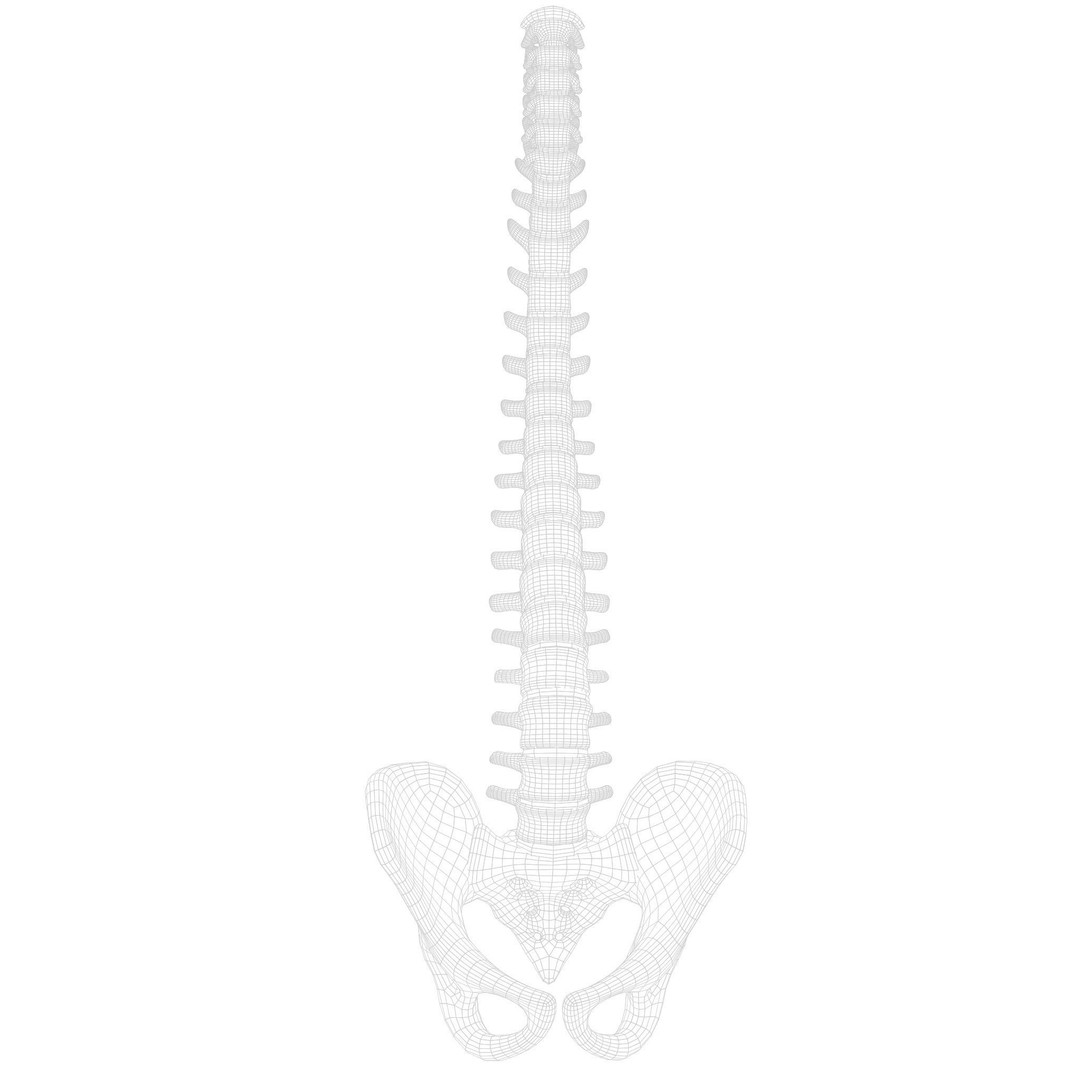 Spine Anatomy 3D Model – High Poly PBR Character Asset, FBX, OBJ - View 16