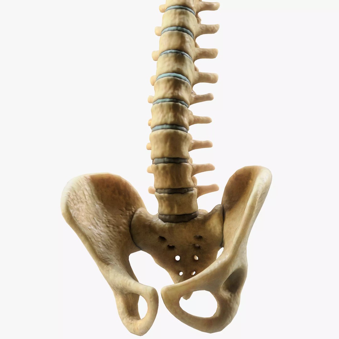Spine Anatomy 3D Model – High Poly PBR Character Asset, FBX, OBJ - View 2