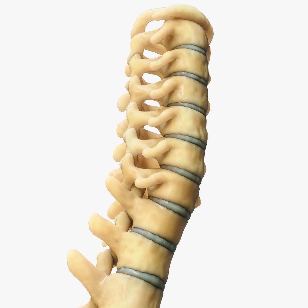 Spine Anatomy 3D Model – High Poly PBR Character Asset, FBX, OBJ - View 3