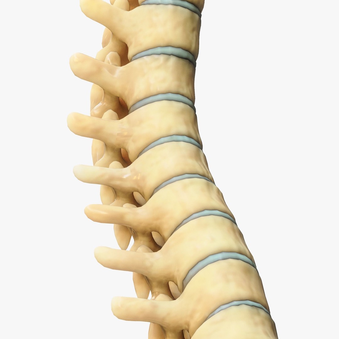 Spine Anatomy 3D Model – High Poly PBR Character Asset, FBX, OBJ - View 4