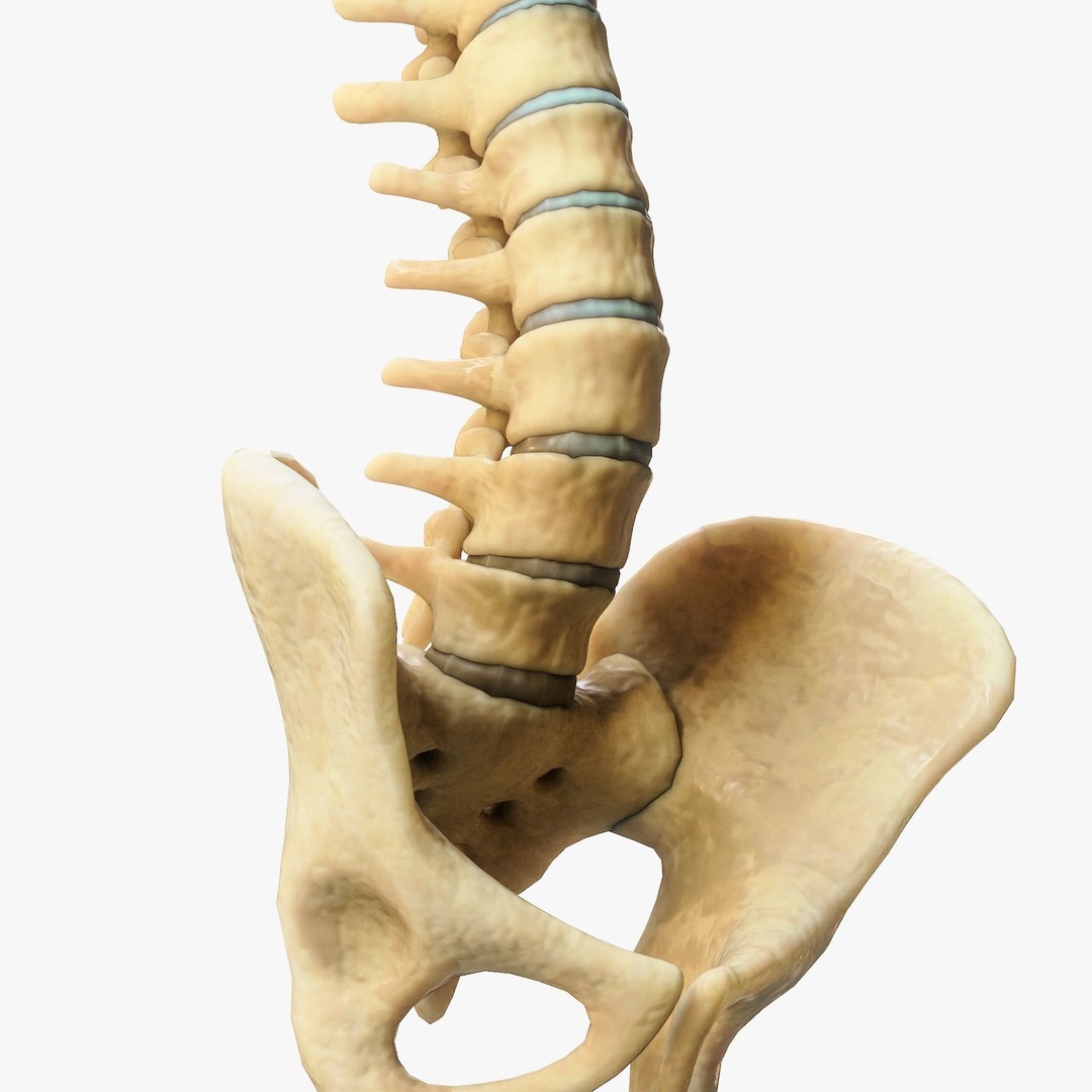 Spine Anatomy 3D Model – High Poly PBR Character Asset, FBX, OBJ - View 5
