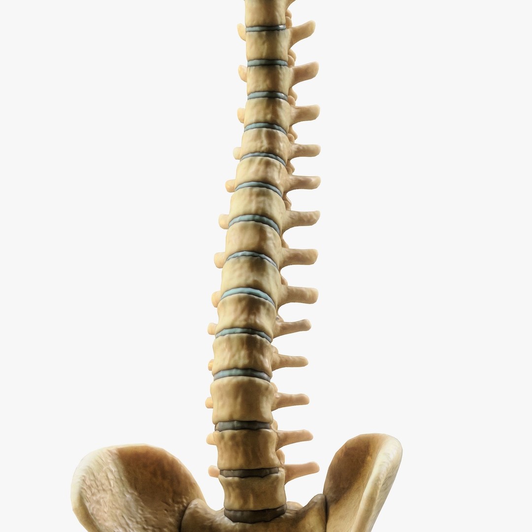 Spine Anatomy 3D Model – High Poly PBR Character Asset, FBX, OBJ - View 6