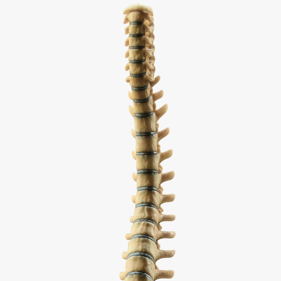 Spine Anatomy 3D Model – High Poly PBR Character Asset, FBX, OBJ - View 7