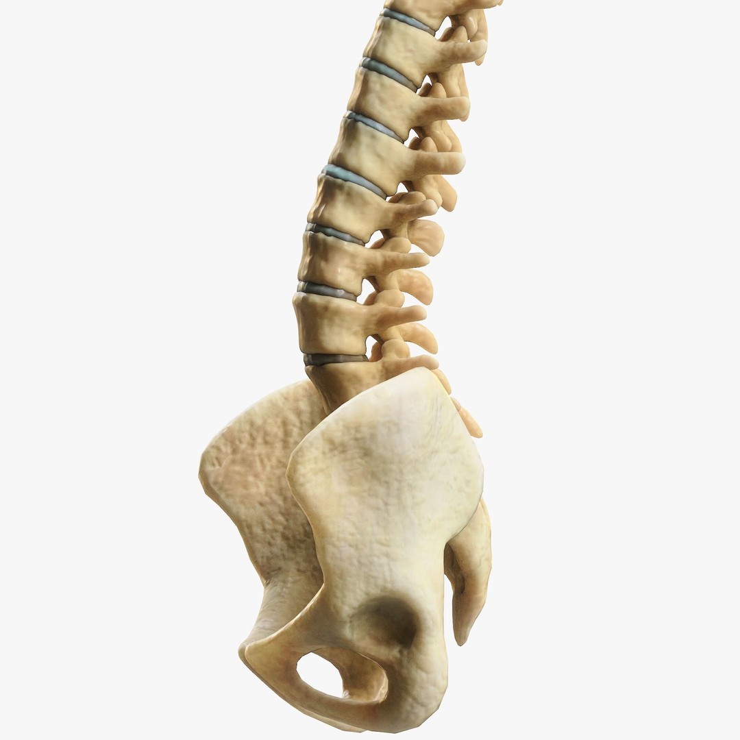 Spine Anatomy 3D Model – High Poly PBR Character Asset, FBX, OBJ - View 8