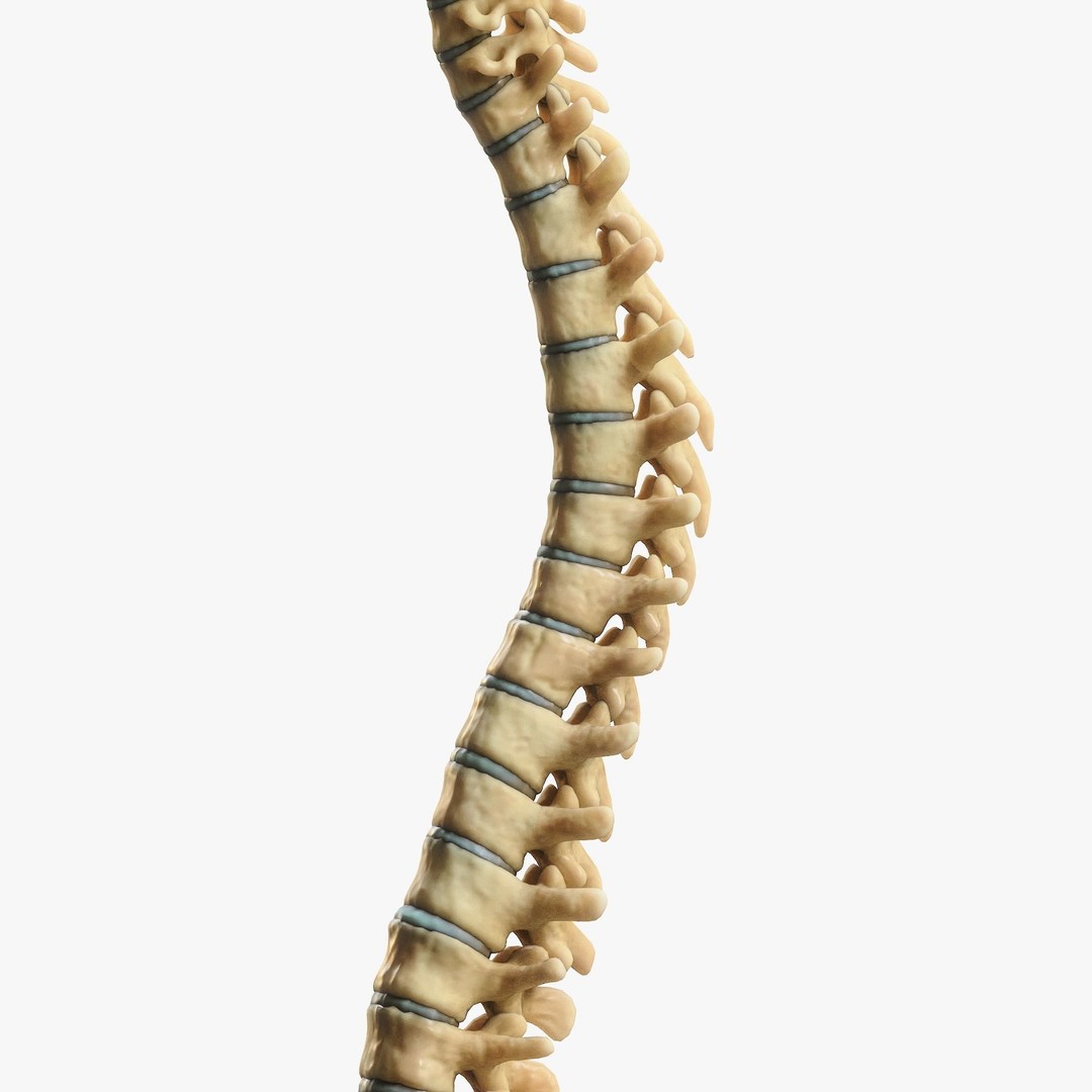 Spine Anatomy 3D Model – High Poly PBR Character Asset, FBX, OBJ - View 9