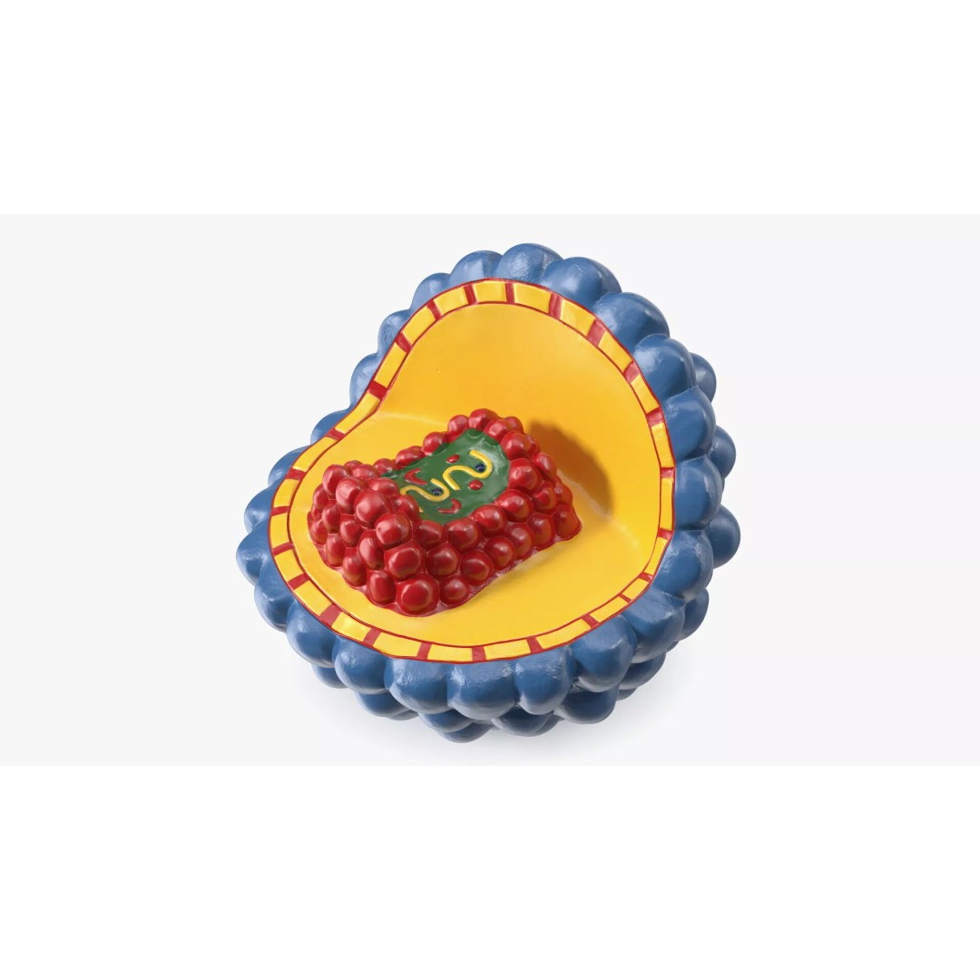Half-Shell HIV Virus Structure 3D Model – PBR Textured Educational Asset, FBX - View 2