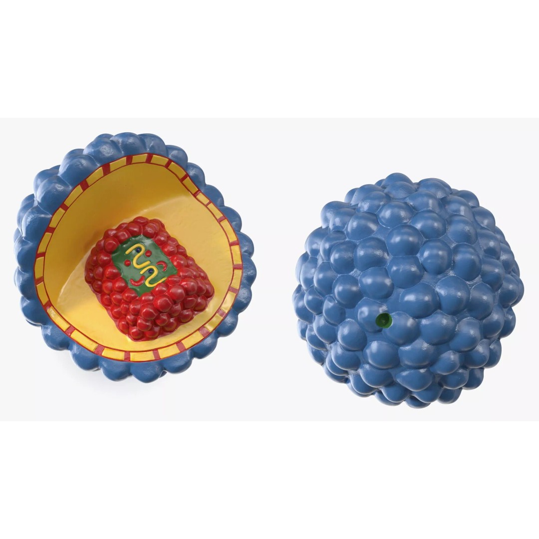 Half-Shell HIV Virus Structure 3D Model – PBR Textured Educational Asset, FBX - View 8