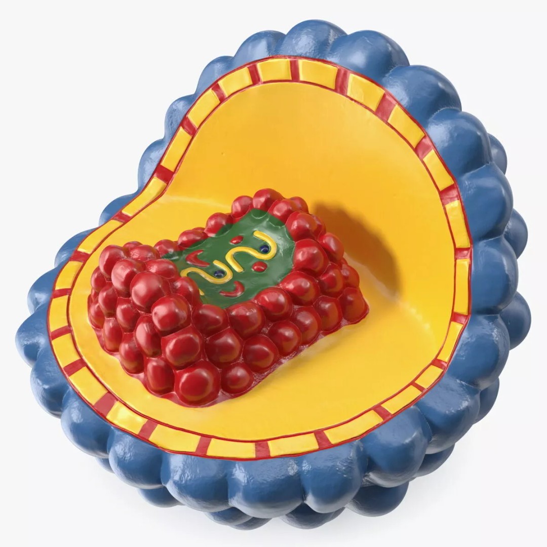Half-Shell HIV Virus Structure 3D Model – PBR Textured Educational Asset, FBX - View 9
