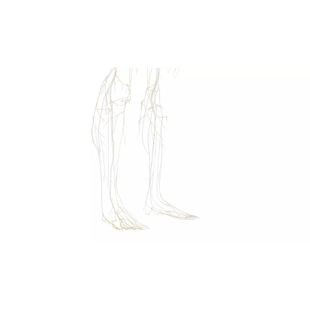 Human Nervous System 3D Model – High Poly Anatomical Asset, FBX