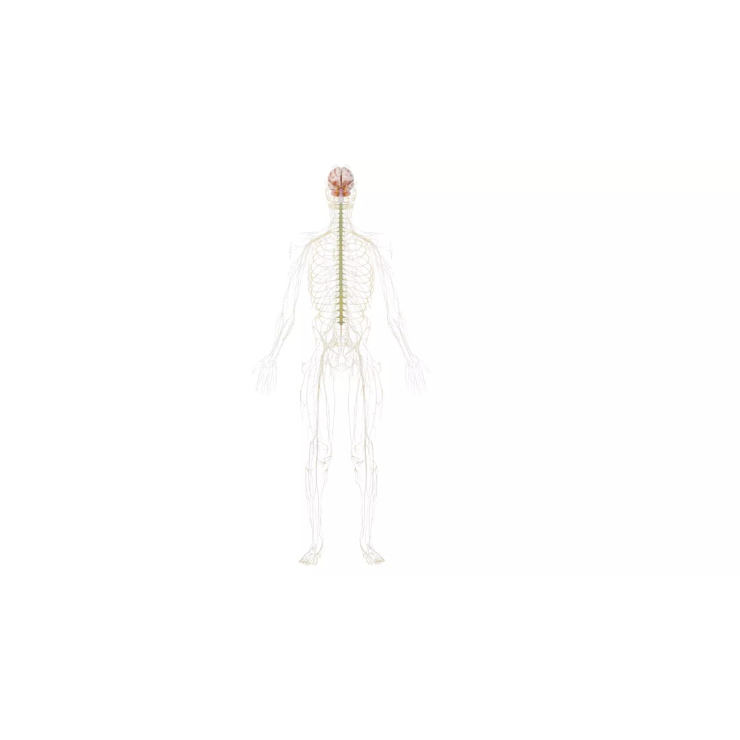 Human Nervous System 3D Model – High Poly Anatomical Asset, FBX - View 10