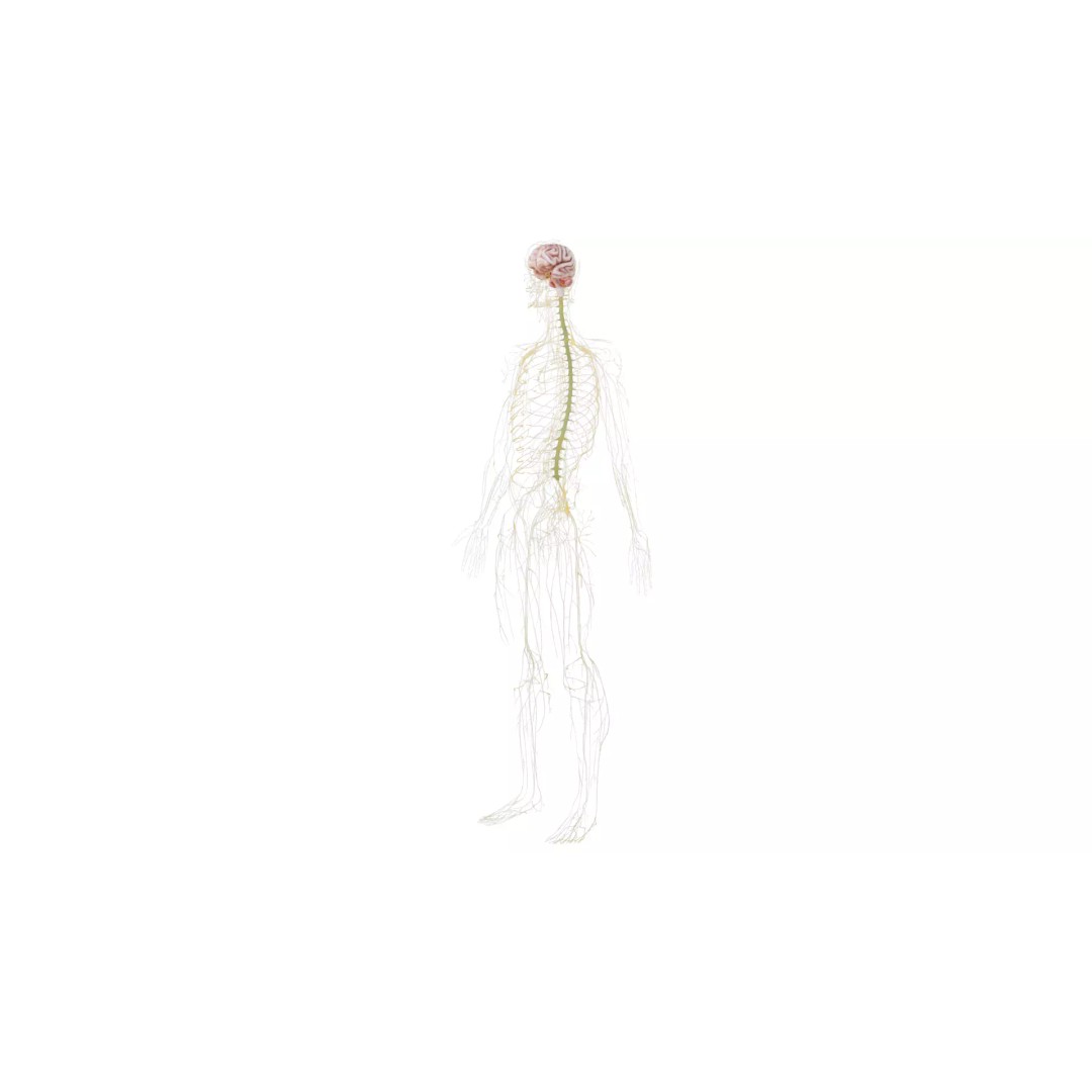 Human Nervous System 3D Model – High Poly Anatomical Asset, FBX - View 11