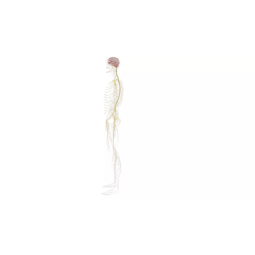 Human Nervous System 3D Model – High Poly Anatomical Asset, FBX - View 13