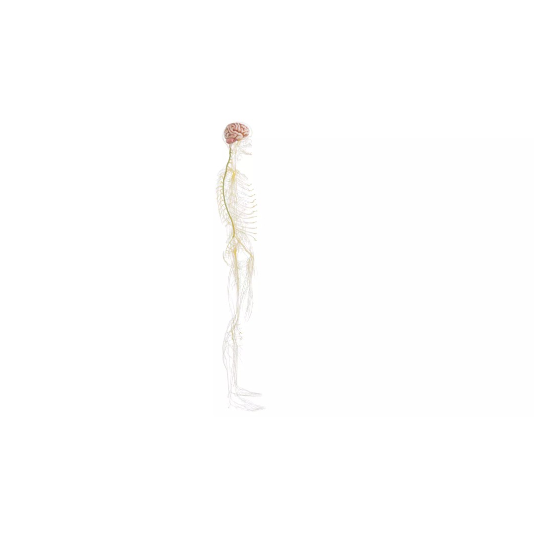 Human Nervous System 3D Model – High Poly Anatomical Asset, FBX - View 14