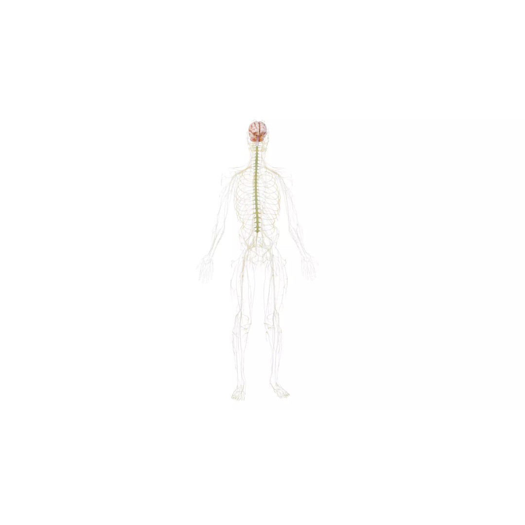 Human Nervous System 3D Model – High Poly Anatomical Asset, FBX - View 16