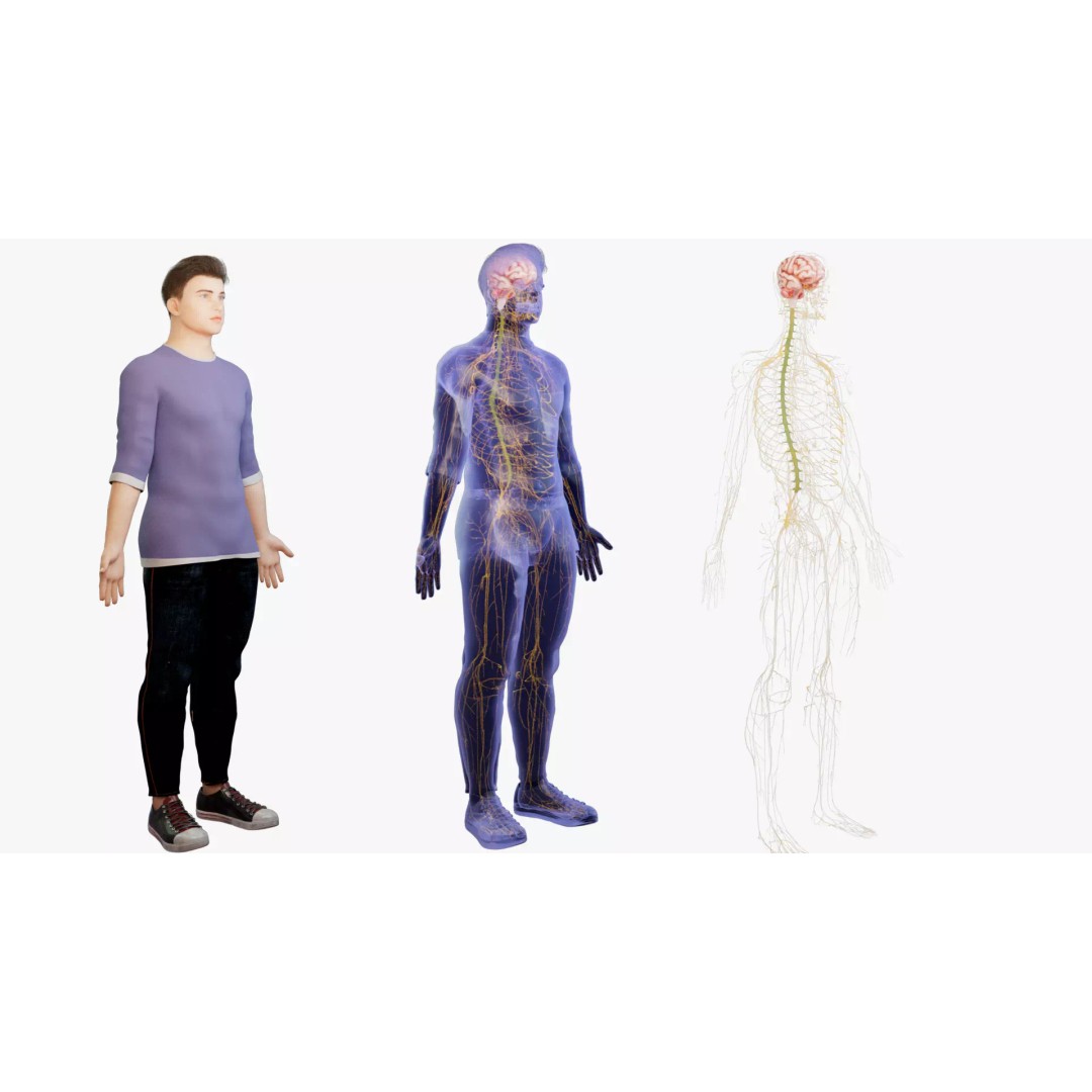 Human Nervous System 3D Model – High Poly Anatomical Asset, FBX - View 2
