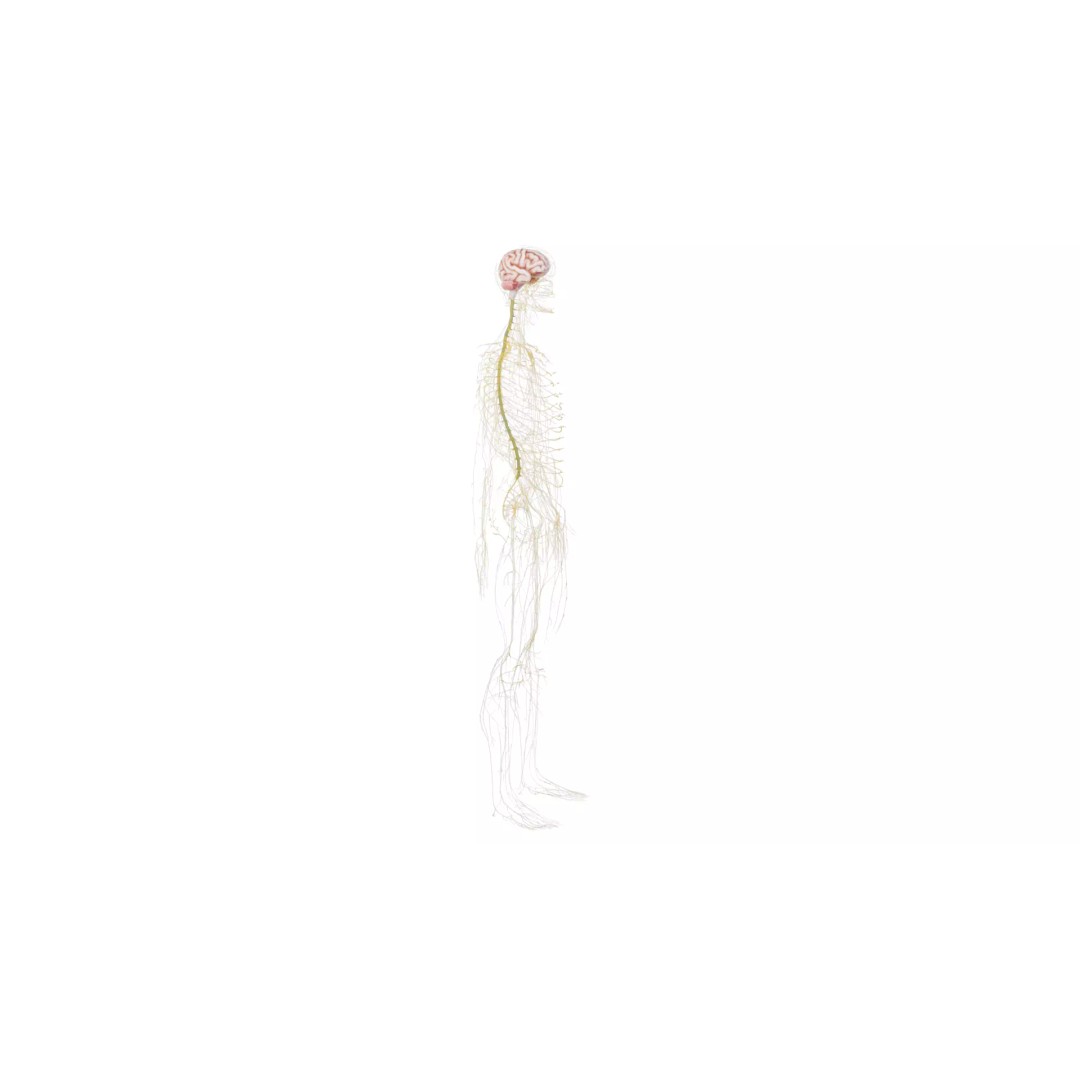 Human Nervous System 3D Model – High Poly Anatomical Asset, FBX - View 22