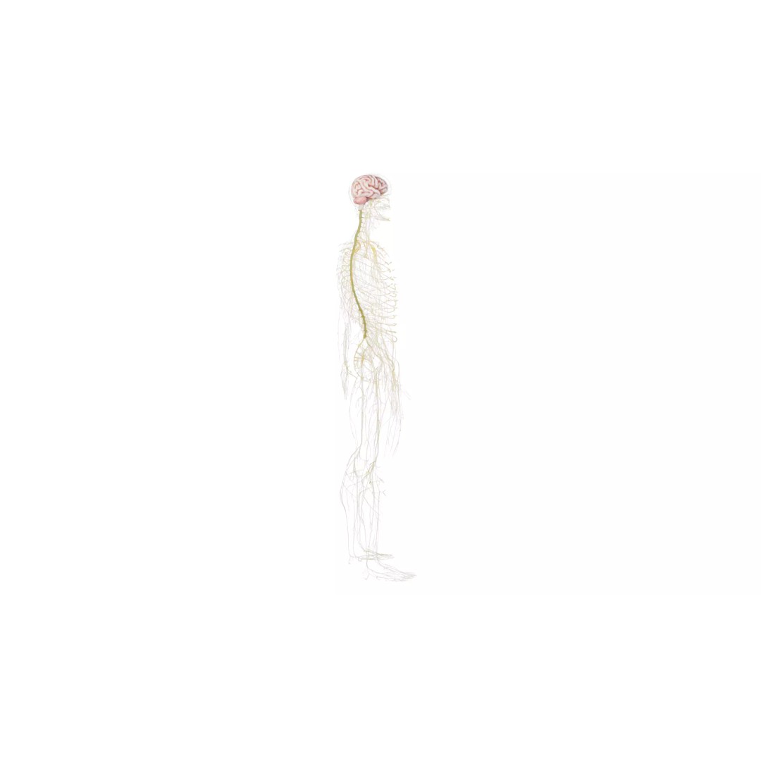 Human Nervous System 3D Model – High Poly Anatomical Asset, FBX - View 26